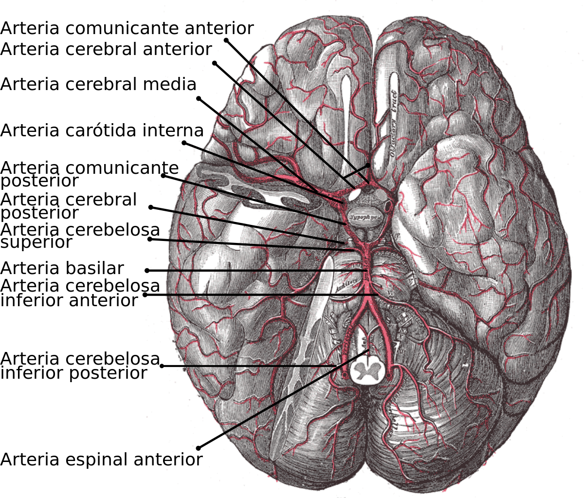 Arterias Centrales Posteromediales (1200x1023), Png Download