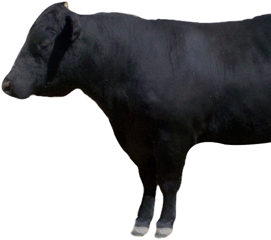 100% Natural - Cattle (572x620), Png Download