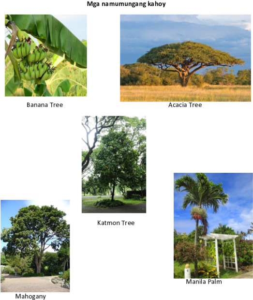Mga Namumungang Kahoy Banana Tree Acacia Tree Katmon - Roystonea (600x776), Png Download
