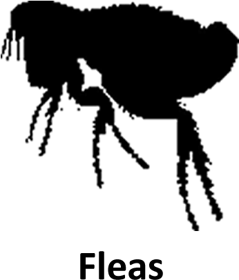 Indications - Fleas - Portable Network Graphics (1000x500), Png Download