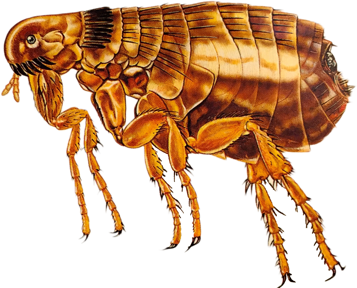 Flea Png Transparent Image - Flea Adult (1200x969), Png Download
