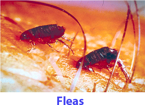 Fleas - Ticks Fleas (500x390), Png Download