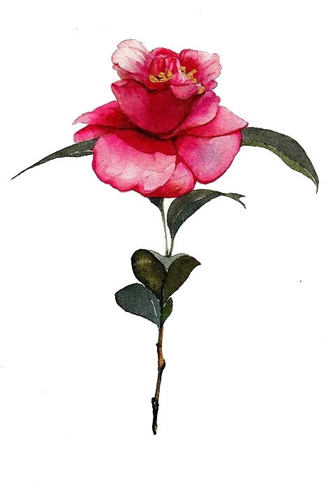 Clip Black And White Library Camellia Drawing Watercolor - Watercolor Painting (505x898), Png Download