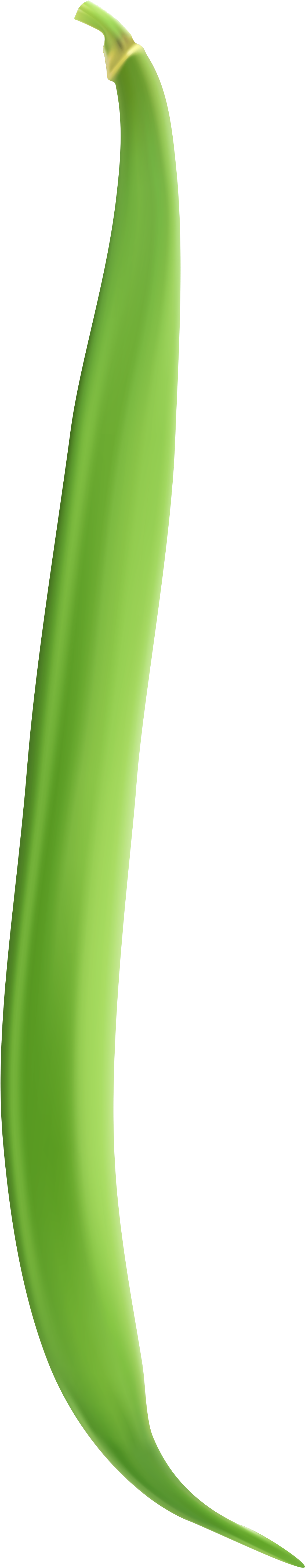 String Png (1231x6000), Png Download