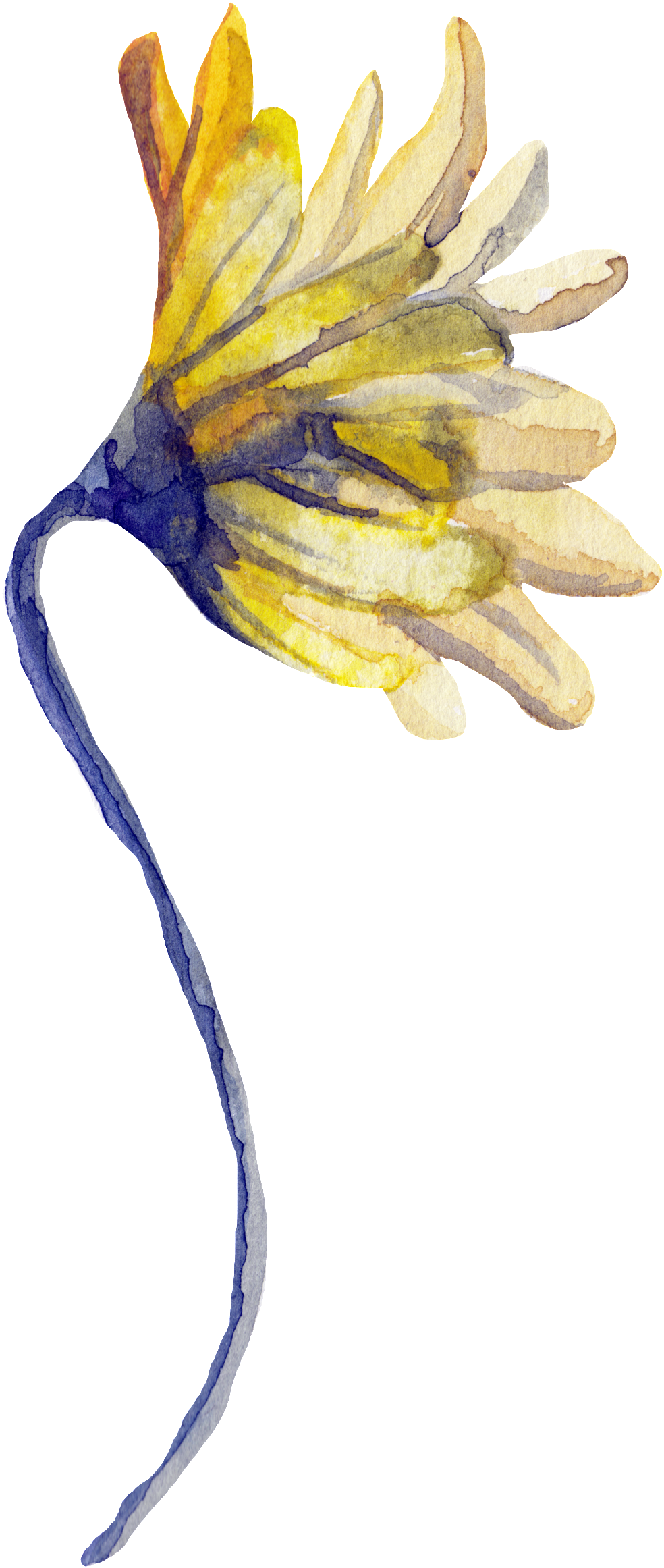 Png De Ornamentação Transparente Para Flores Florais - Sunflower (1024x2381), Png Download