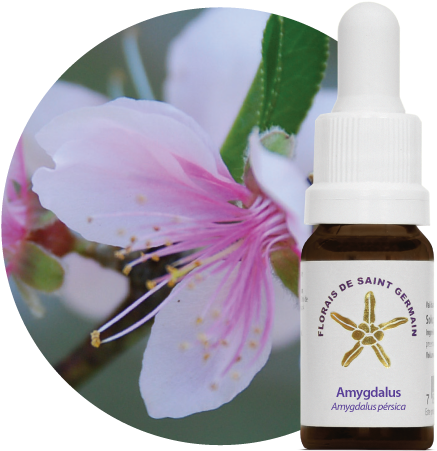 Amygdalus - Fsg - Terapia Floral Saint Germain (500x500), Png Download