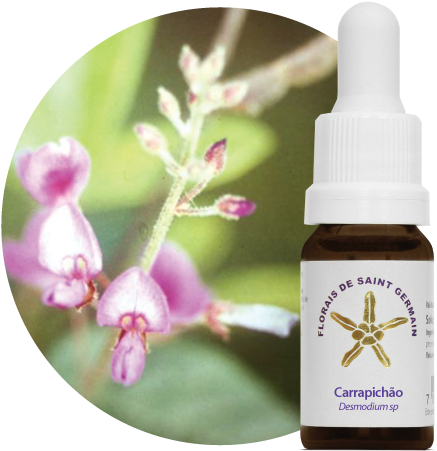 Carrapichao - Fsg - Gracilis Floral Saint Germain (500x500), Png Download