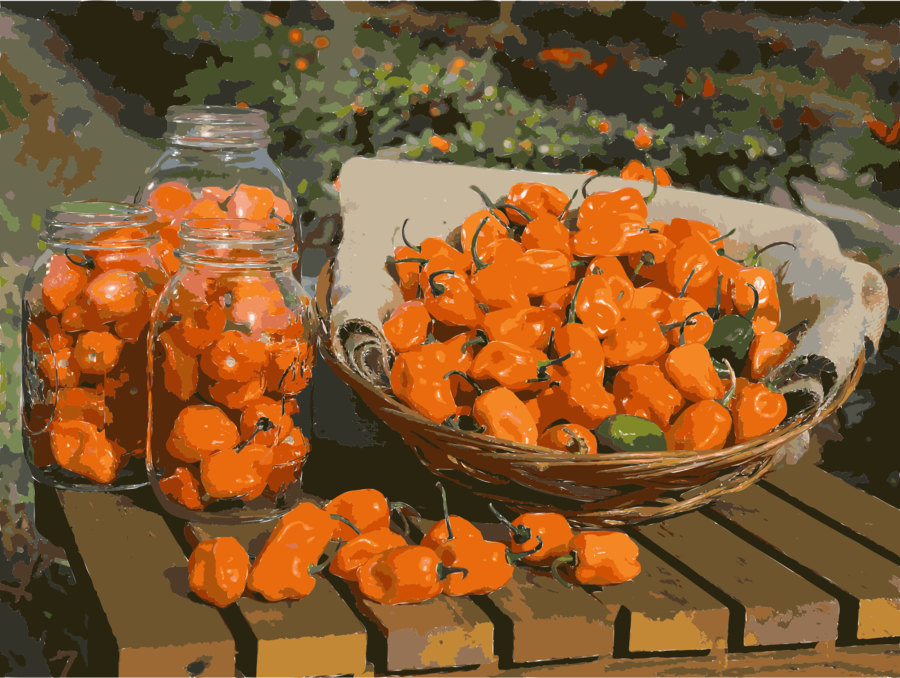 Tiger Claw Pepper Clipart Habanero Bell Pepper Chili - Habanero Pepper 2017 - 25 (all Non-gmo Heirloom Vegetable (900x678), Png Download