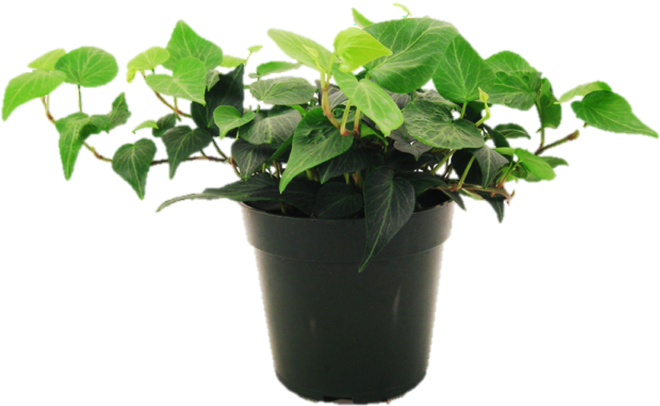 Houseplant - Natural Herbal Cures & Remedies (1391x918), Png Download