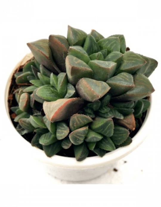 Haworthia Retusa Succulent Plant - Haworthia (540x693), Png Download