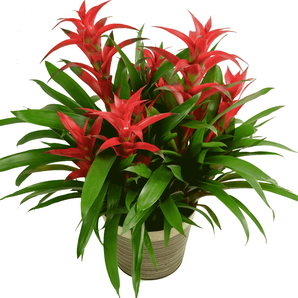 Aechmea (1024x1024), Png Download