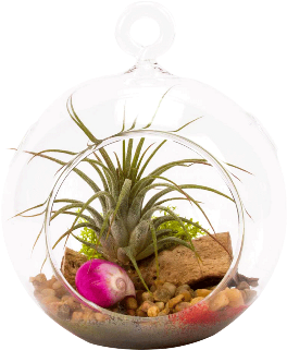 4" Glass Globe Air Plant Terrarium - Bonsai (350x354), Png Download