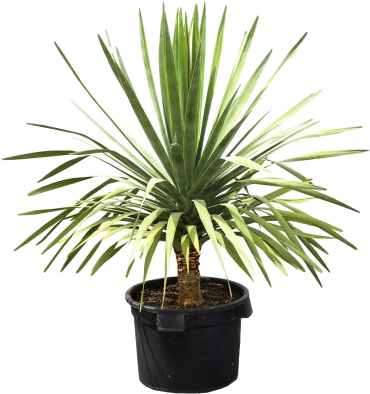 This Exotic Plant Can Surely Make A Bold Statement - Dragon Tree (400x400), Png Download