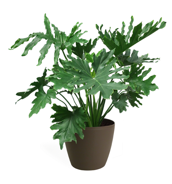 Philodendron Selloum Medium - Philodendron Png (555x600), Png Download