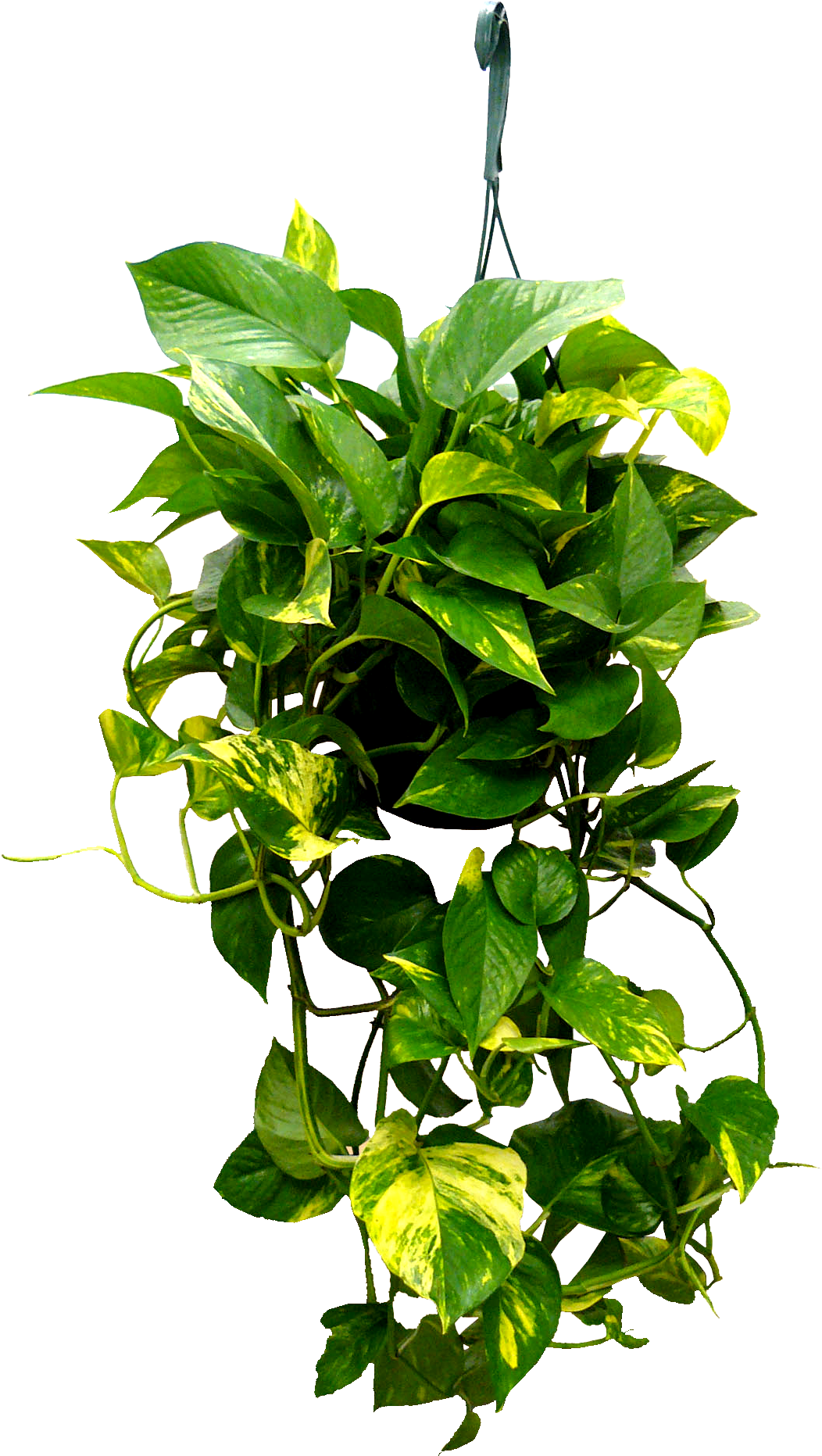 8in Hanging Golden Pothos - Golden Pothos Hanging Planter (1353x2076), Png Download