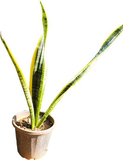 If You Like This Template And Want To Use Them, Please - Houseplant (600x667), Png Download