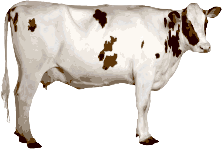 Cow Png - Indian Cow Png (640x430), Png Download