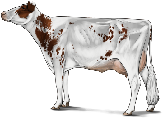 Holstein - Cattle (524x380), Png Download