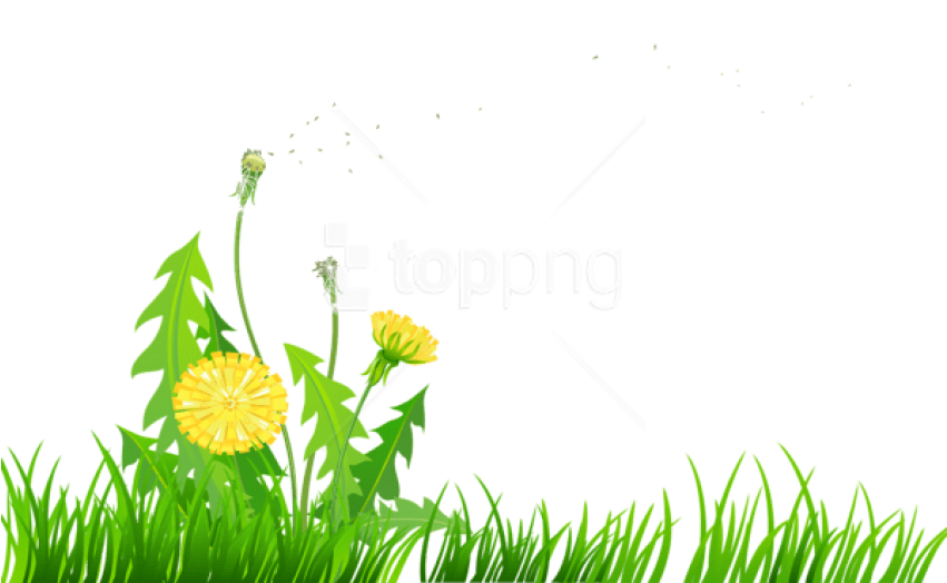 Download Grass With Dandelions Png Images Background - Dandelions Clip Art (850x544), Png Download