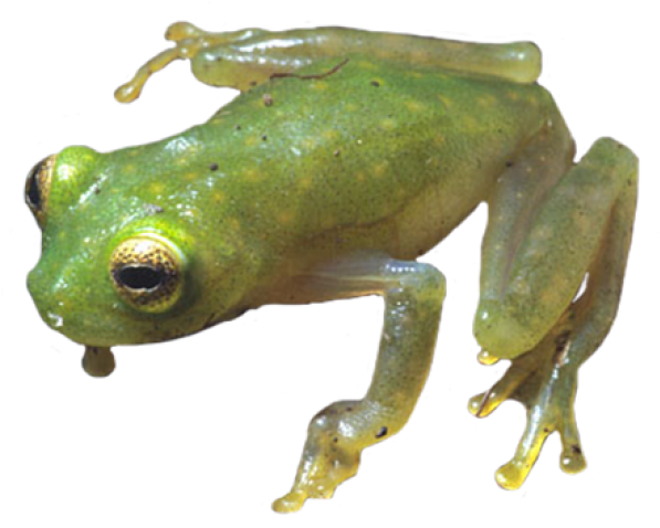 Red Eyed Tree Frog Clipart Coqui - Coqui Frog Png (640x480), Png Download