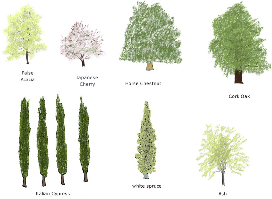 Trees - Pond Pine (1024x724), Png Download