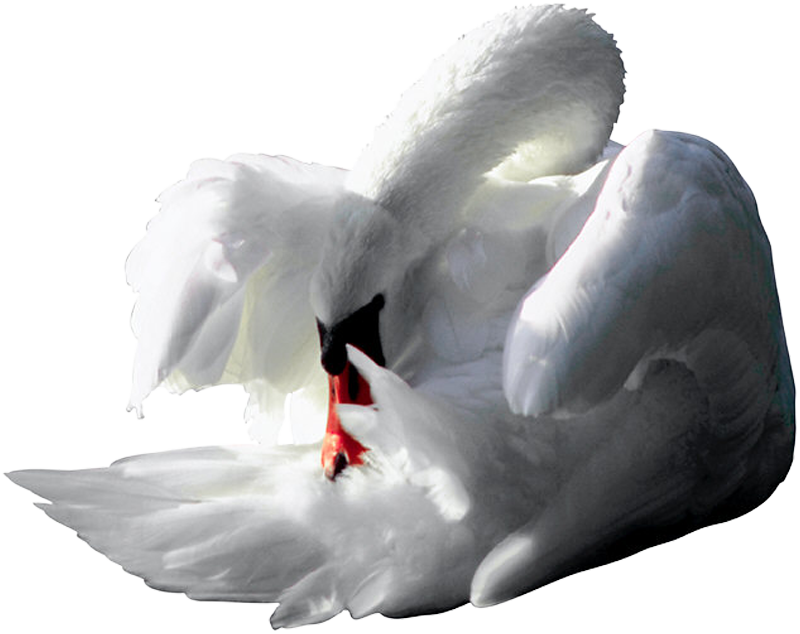 1222 Photoobject (800x634), Png Download