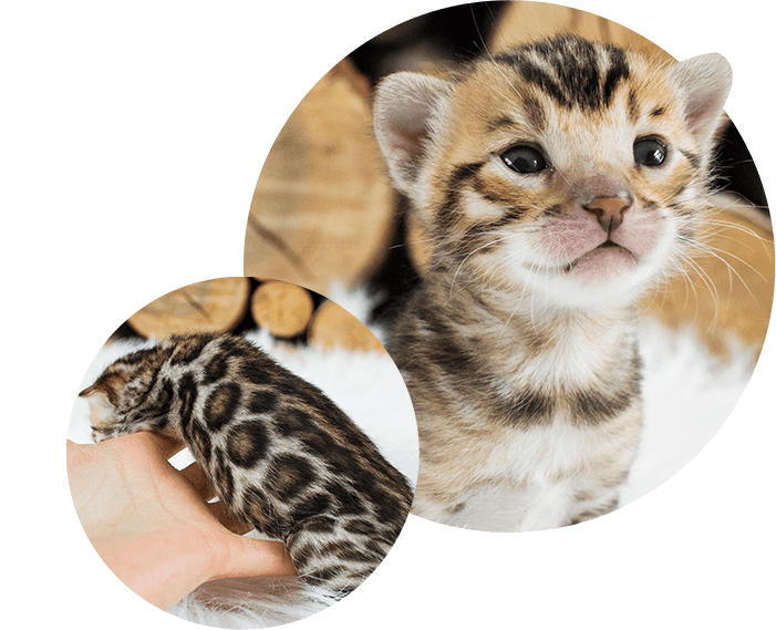 Brown Cats For Sale Wild Sweet Bengals - Kitten (701x569), Png Download