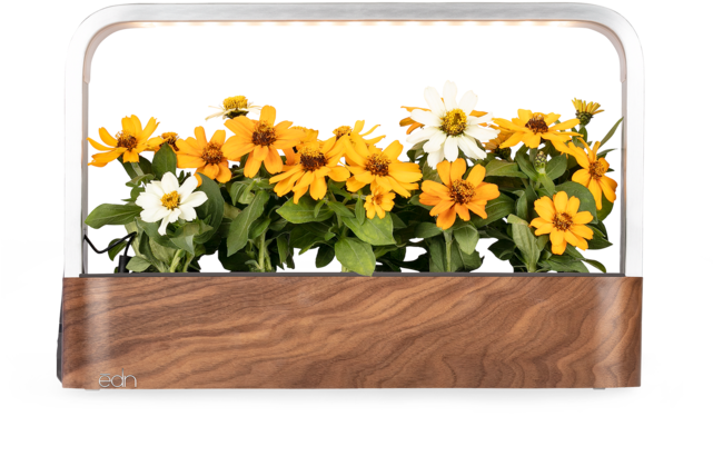 Sunflower (640x640), Png Download