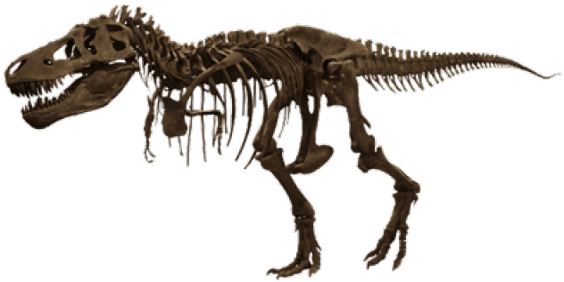 Sleleton Clipart T Rex Bone - American Museum Of Natural History (640x480), Png Download