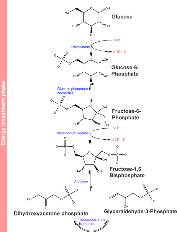 Hexokinase Catalyzes The Phosphorylation Of Glucose, - Glycolysis Reaction (600x786), Png Download