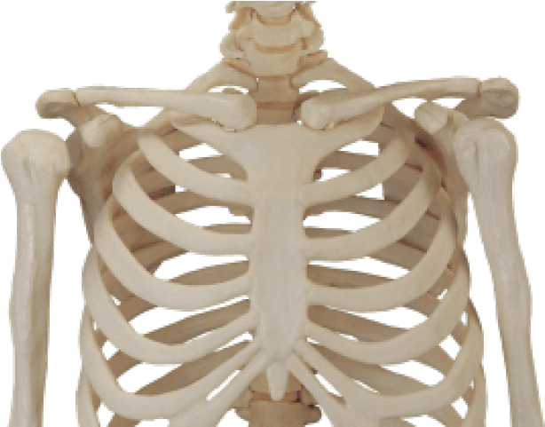 Human Skeleton Png (640x480), Png Download