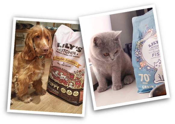 Find Out More - Cocker Spaniel (700x460), Png Download