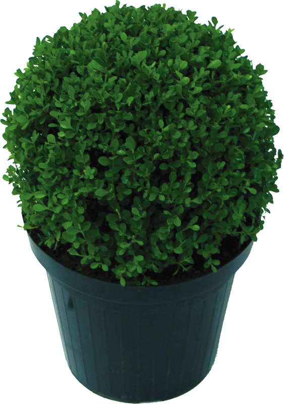 Buxinho - Flowerpot (563x800), Png Download