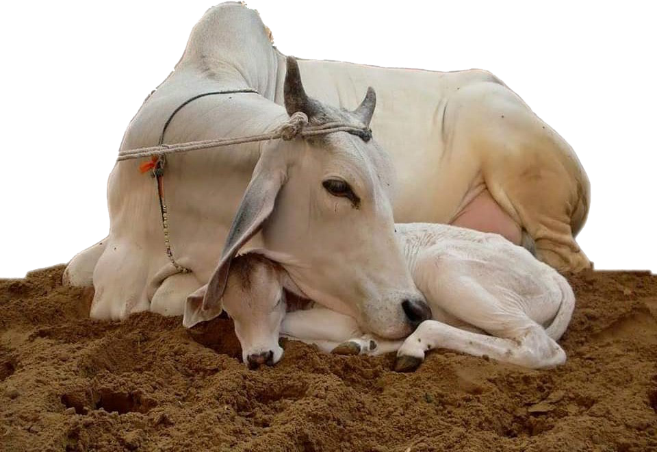 कामधेनु गाय की फोटो (960x660), Png Download