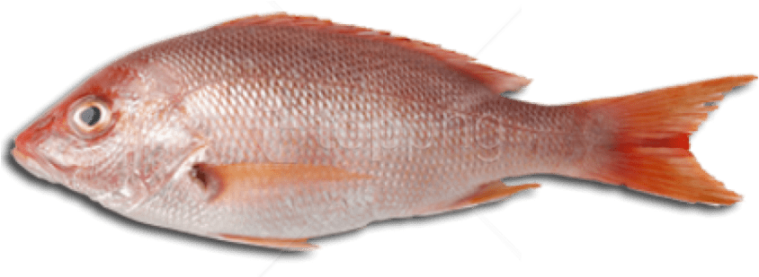 Free Png Download Fish Meat Png Images Background Png - Fish Meat (850x395), Png Download