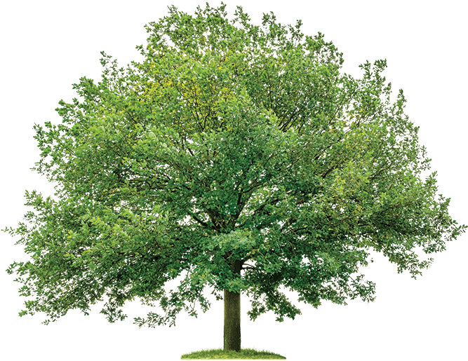 Royal Oak Model Royal Oak Realty - Oak Meaning In Hindi (800x587), Png Download