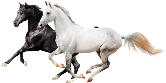 I Never Dream Of Horses - Horse Icon Png Transparent (800x486), Png Download