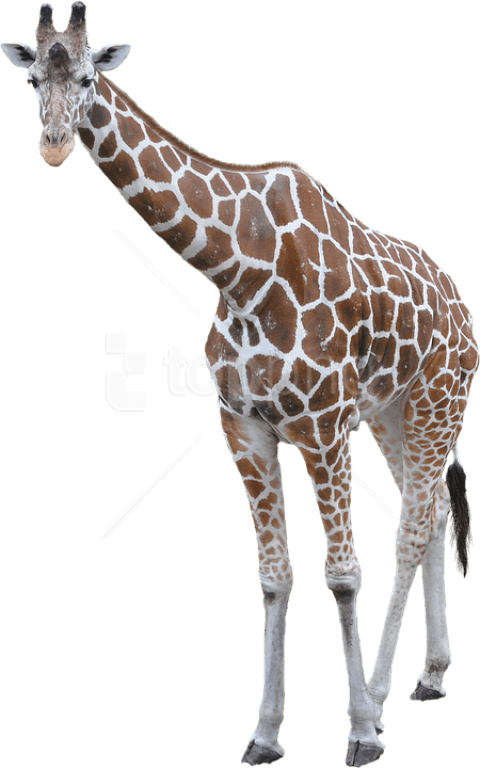 Free Png Download Giraffe Png Images Background Png - Giraffe Transparent Background (480x768), Png Download
