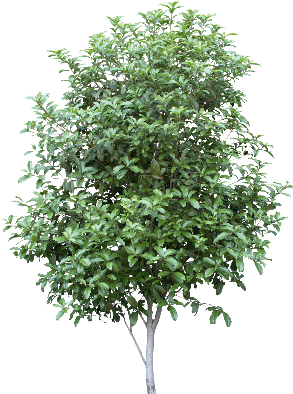 #tree #branches #leaves #palm Tree #autumn Tree #tree - Vector (1207x1600), Png Download