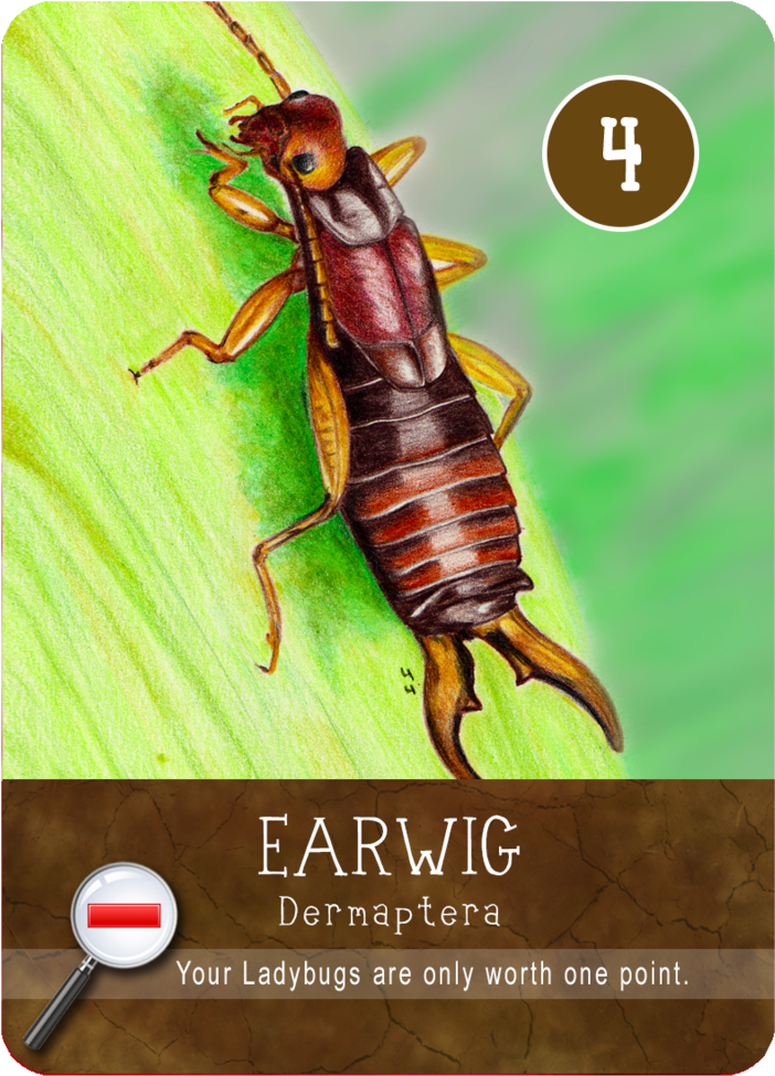 Earwigs (1000x1000), Png Download