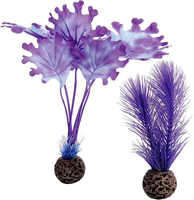 Biorb Purple Kelp (910x1155), Png Download