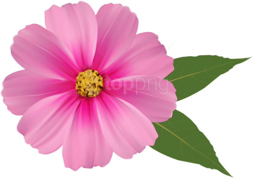 Free Png Download Pink Flower Png Images Background - Pink Flower Png (850x607), Png Download