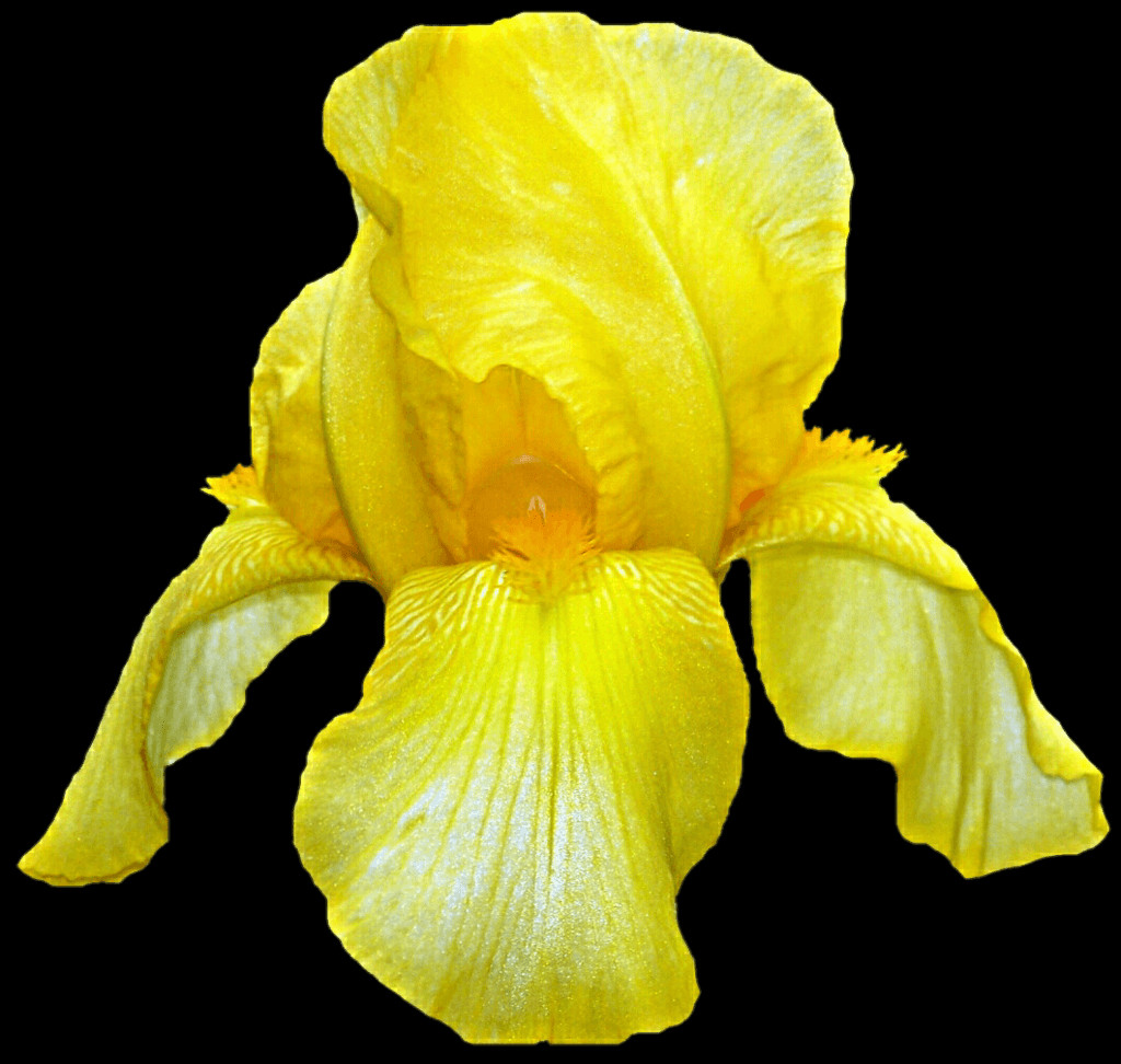 Free Iris Pngs - Yellow Iris (1024x972), Png Download