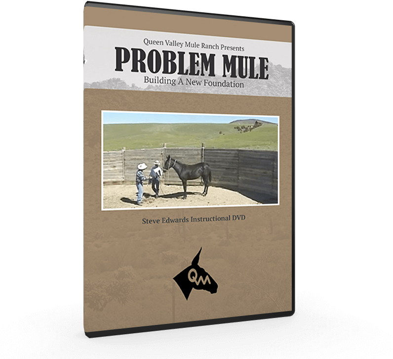 My Cart - Protassov Shalina Music (800x800), Png Download