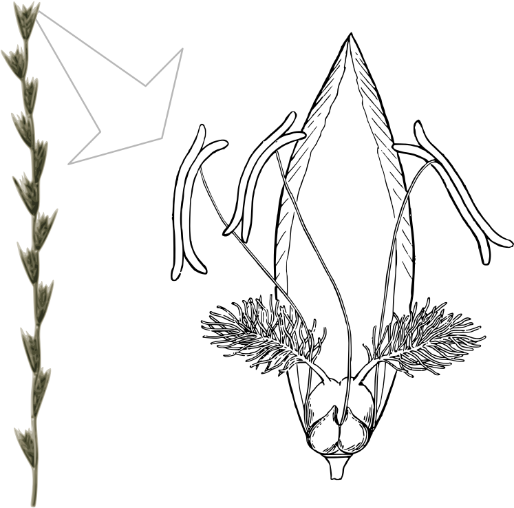 Flower Of Lolium Perenne - Lolium Multiflorum Floral Diagram (750x750), Png Download