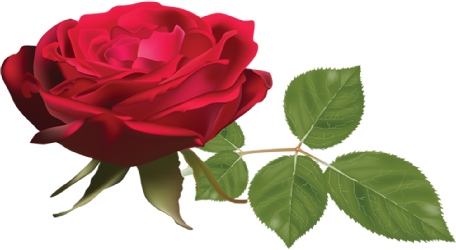 Hojas Png - Rose (1500x825), Png Download