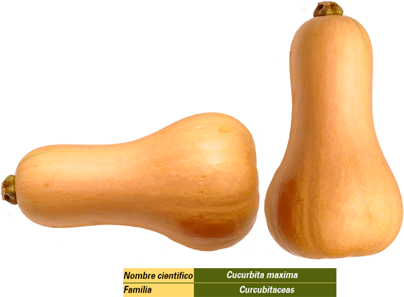Es El Fruto En Baya De La Calabacera, Planta Herbácea - Butternut Squash (800x434), Png Download