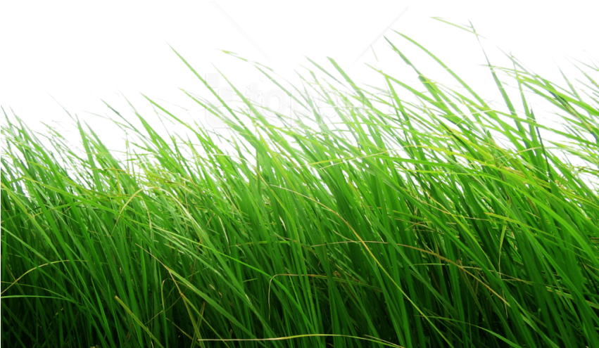 Free Png Download Grass Clipart Png Photo Png Images - Grass Png (850x680), Png Download