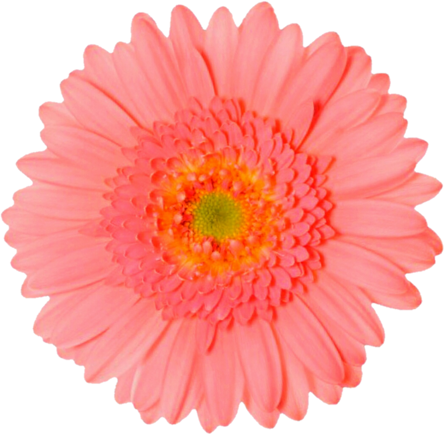Orange Flower Clipart Colorful Daisy - Flower Blooming Transparent Gif (907x880), Png Download