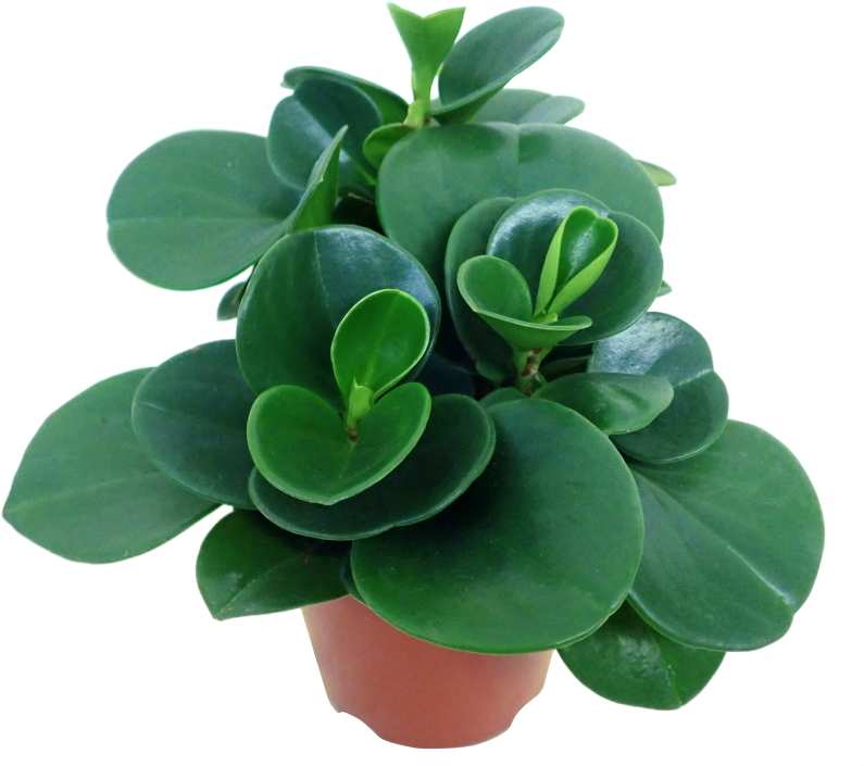 Peperomia Green - Flowerpot (910x1155), Png Download